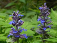 Ajuga reptans 52, Kruipend zenegroen, Saxifraga-Ed Stikvoort