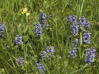 Ajuga reptans 6, Kruipend zenegroen, Saxifraga-Marijke Verhagen