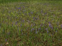 Ajuga reptans 63, Kruipend zenegroen, Saxifraga-Hans Boll
