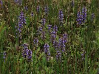 Ajuga reptans 66, Kruipend zenegroen, Saxifraga-Hans Boll