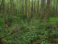 Ajuga reptans 67, Kruipend zenegroen, Saxifraga-Hans Boll