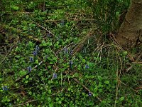 Ajuga reptans 68, Kruipend zenegroen, Saxifraga-Hans Boll