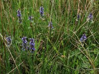 Ajuga reptans 69, Kruipend zenegroen, Saxifraga-Hans Boll