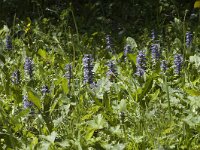 Ajuga reptans 7, Kruipend zenegroen, Saxifraga-Marijke Verhagen