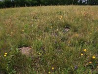 Ajuga reptans 76, Kruipend zenegroen, Saxifraga-Hans Boll