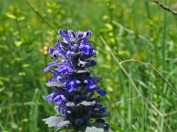 Ajuga reptans 78, Kruipend zenegroen, Saxifraga-Jeroen Willemsen