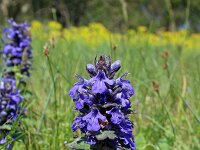 Ajuga reptans 79, Kruipend Zenegroen, Saxifraga-Jeroen Willemsen
