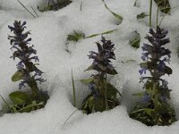 Ajuga reptans 8, Kruipend zenegroen, Saxifraga-Marijke Verhagen