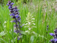 Ajuga reptans 80, Kruipend zenegroen, Saxifraga-Rutger Barendse