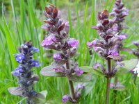 Ajuga reptans 81, Kruipend zenegroen, Saxifraga-Rutger Barendse