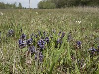 Ajuga reptans 82, Kruipend zenegroen, Saxifraga-Willem van Kruijsbergen