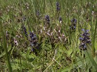 Ajuga reptans 88, Kruipend zenegroen, Saxifraga-Willem van Kruijsbergen