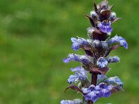 Ajuga reptans 9, Kruipend zenegroen, Saxifraga-Marijke Verhagen