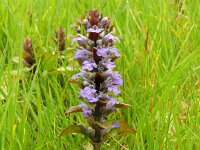 Ajuga reptans 91, Kruipend zenegroen, Saxifraga-Hans Grotenhuis