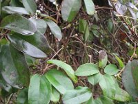 Akebia quinata 2, Saxifraga-Rutger Barendse