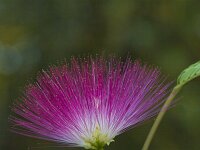 Albizia julibrissin 3, Saxifraga-Jan Nijendijk