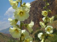 Alcea rugosa 2, Saxifraga-Ed Stikvoort