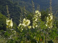 Alcea rugosa 3, Saxifraga-Ed Stikvoort