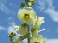 Alcea rugosa 4, Saxifraga-Ed Stikvoort