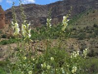 Alcea rugosa 5, Saxifraga-Ed Stikvoort