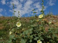 Alcea rugosa 6, Saxifraga-Ed Stikvoort