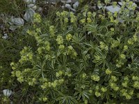 Alchemilla conjuncta 2, Saxifraga-Jan van der Straaten