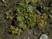 Alchemilla fissa 2, Saxifraga-Willem van Kruijsbergen