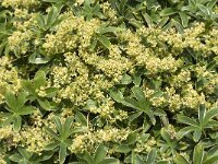 Alchemilla flabellata 2, Saxifraga-Jan van der Straaten