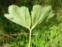 Alchemilla glabra 2, Saxifraga-Rutger Barendse