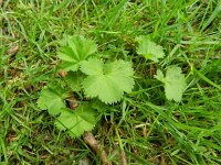 Alchemilla glabra 3, Saxifraga-Rutger Barendse