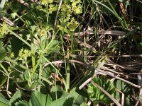 Alchemilla glabra 4, Saxifraga-Rutger Barendse