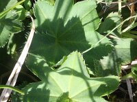 Alchemilla glabra 5, Saxifraga-Rutger Barendse