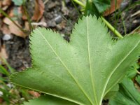 Alchemilla glabra 6 Saxifraga-Rutger Barendse