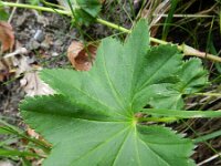 Alchemilla glabra 7, Saxifraga-Rutger Barendse