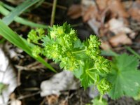 Alchemilla glabra 8, Saxifraga-Rutger Barendse