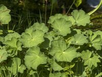 Alchemilla mollis 20, Fraaie vrouwenmantel, Saxifraga-Jan van der Straaten