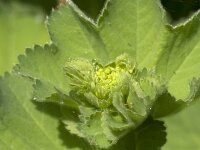 Alchemilla mollis 24, Fraaie vrouwenmantel, Saxifraga-Jan van der Straaten
