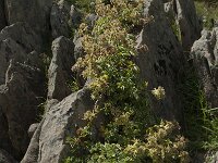 Alchemilla saxatilis 2, Saxifraga-Willem van Kruijsbergen