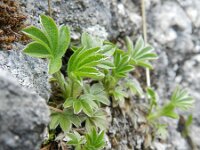 Alchemilla saxatilis 4, Saxifraga-Rutger Barendse