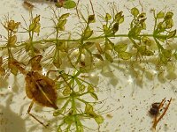 Aldrovanda vesiculosa 2, Watervliegenval, Saxifraga-Hans Grotenhuis