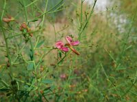 Alhagi maurorum 2, Saxifraga-Ed Stikvoort