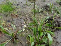 Alisma gramineum 2, Smalle waterweegbree, Saxifraga-Ed Stikvoort
