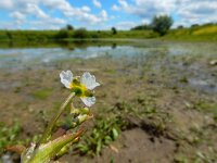 Alisma gramineum 3, Smalle waterweegbree, Saxifraga-Ed Stikvoort