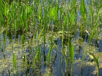 Alisma gramineum 4, Smalle waterweegbree, Saxifraga-Jelle van Dijk