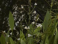 Alisma lanceolatum 1, Slanke waterweegbree, Saxifraga-Jan van der Straaten