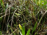 Alisma lanceolatum 14, Slanke waterweegbree, Saxifraga-Rutger Barendse