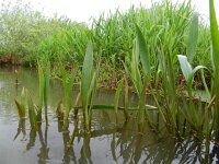 Alisma lanceolatum 15, Slanke waterweegbree, Saxifraga-Rutger Barendse