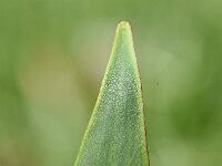 Alisma lanceolatum 22, Slanke waterweegbree, Saxifraga-Sonja Bouwman  901. Slanke waterweegbree - Alisma lanceolatum - Alismaceae familie (i)