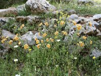 Alkanna primuliflora 4, Saxifraga-Dirk Hilbers