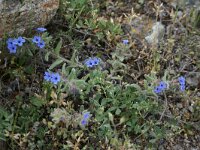 Alkanna tinctoria 4, Saxifraga-Dirk Hilbers